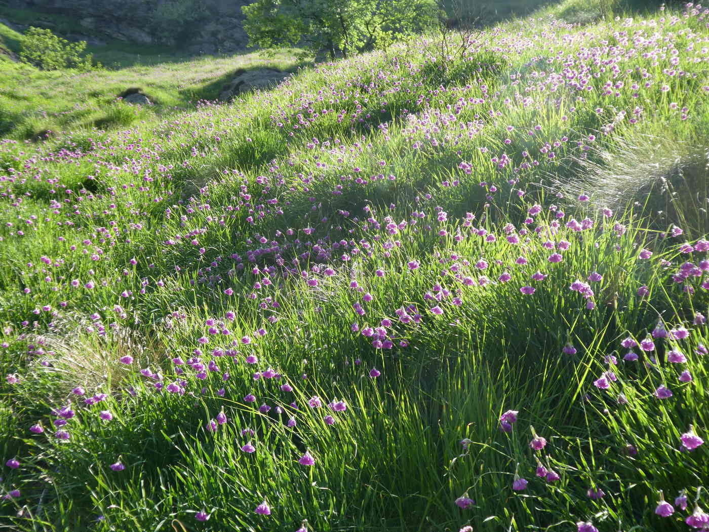 Allium narcissiflorum / Aglio piemontese